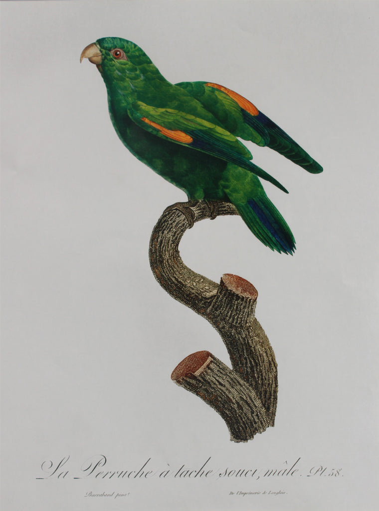 Parrot1 A3 Size Poster