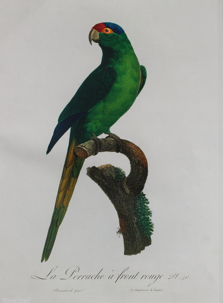 Parrot2 A3 Size Poster