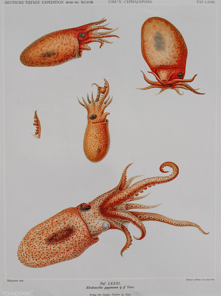 Marine Species 3, A3 Size Poster