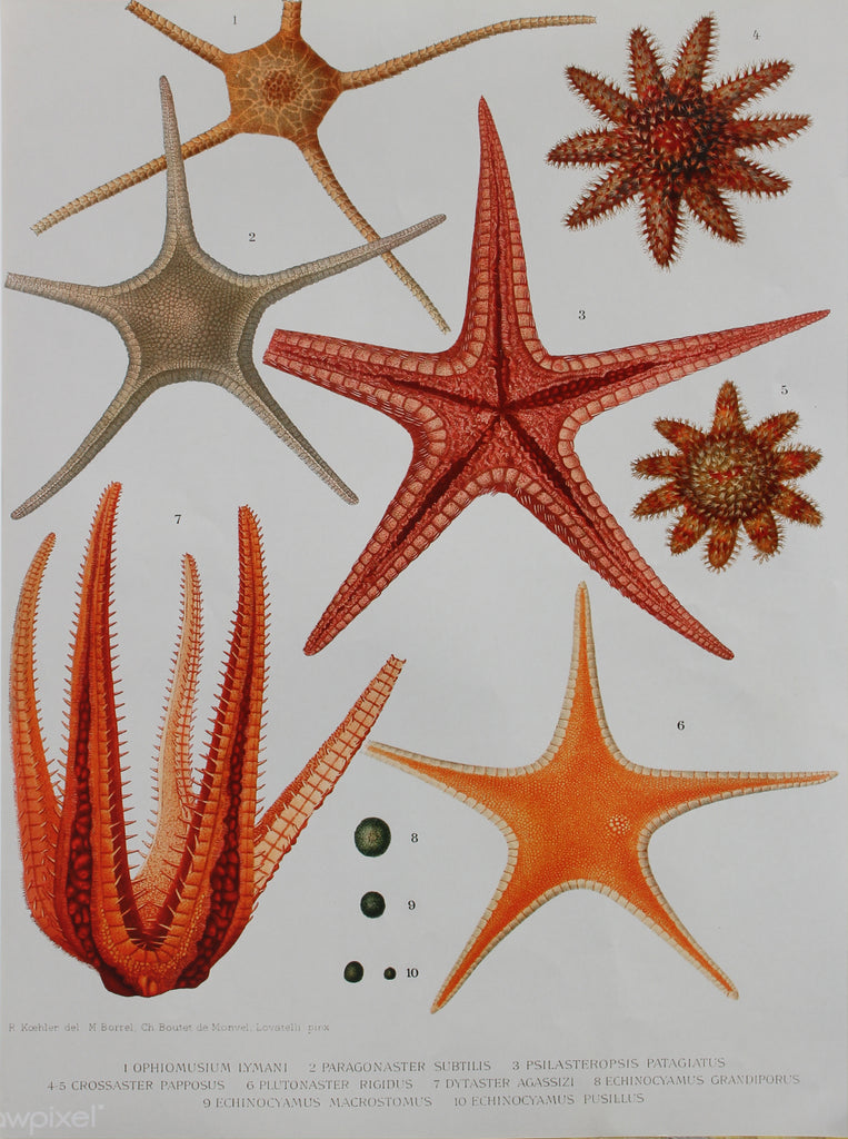 Marine Species A3 Size Poster