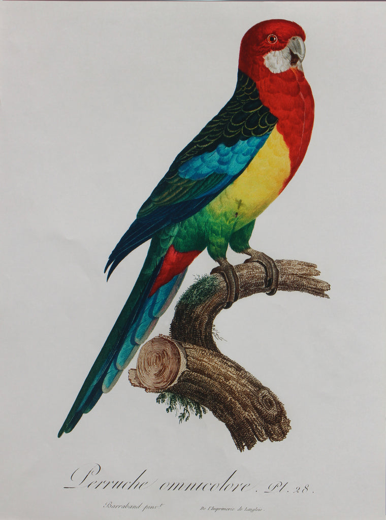 Parrot 1 A3 Size Poster