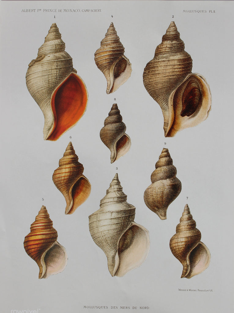 Marine Species 2, A3 Size Poster